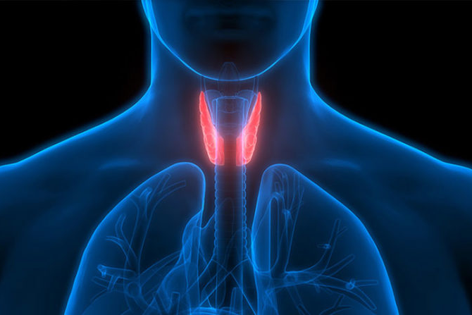 Endocrinologia